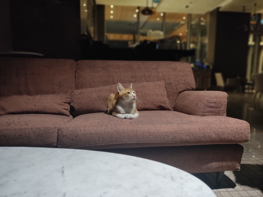 Couch cleaning 
