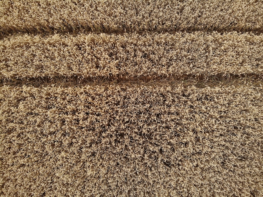 Photo Carpet Cleaning Service Comparison